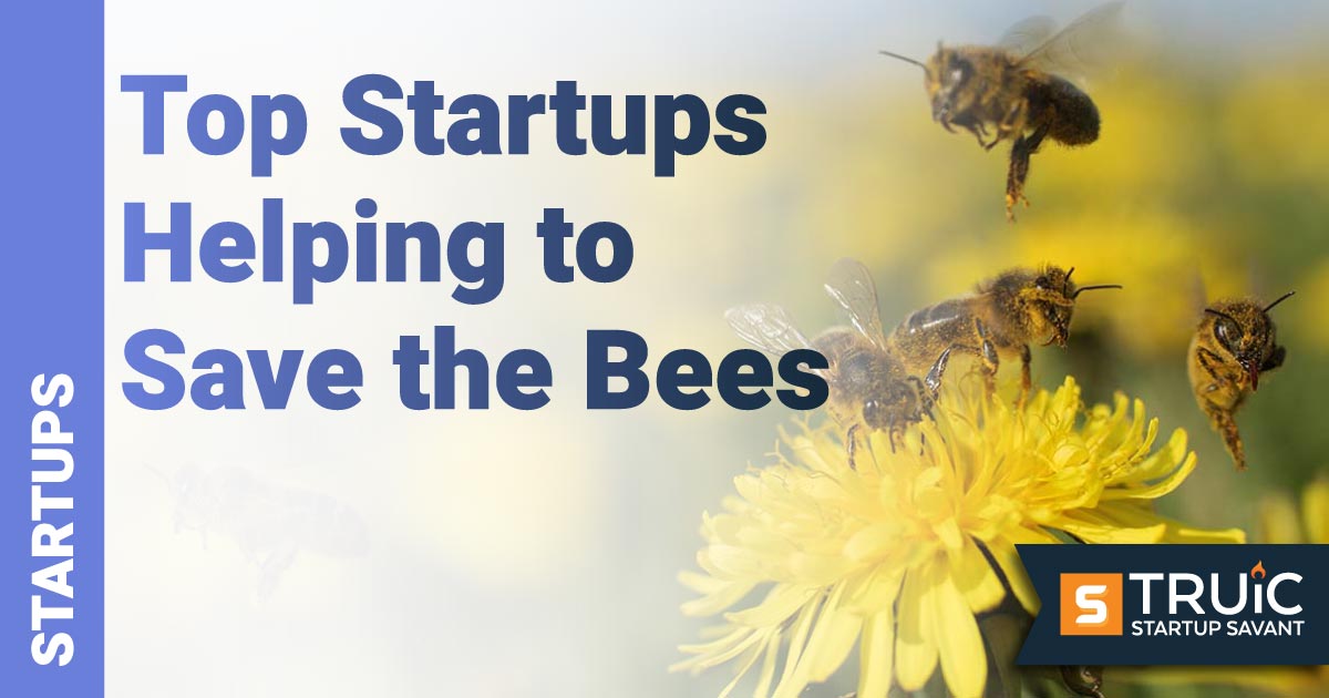 Bees on a dandelion.